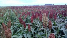 Estiman un crecimiento del 90% en la producción de sorgo