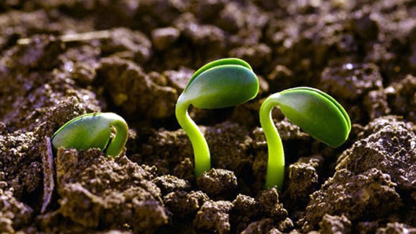 Producción orgánica y agroecológica: Salta es una de las provincias argentinas con mayor diversidad productiva y ambiental