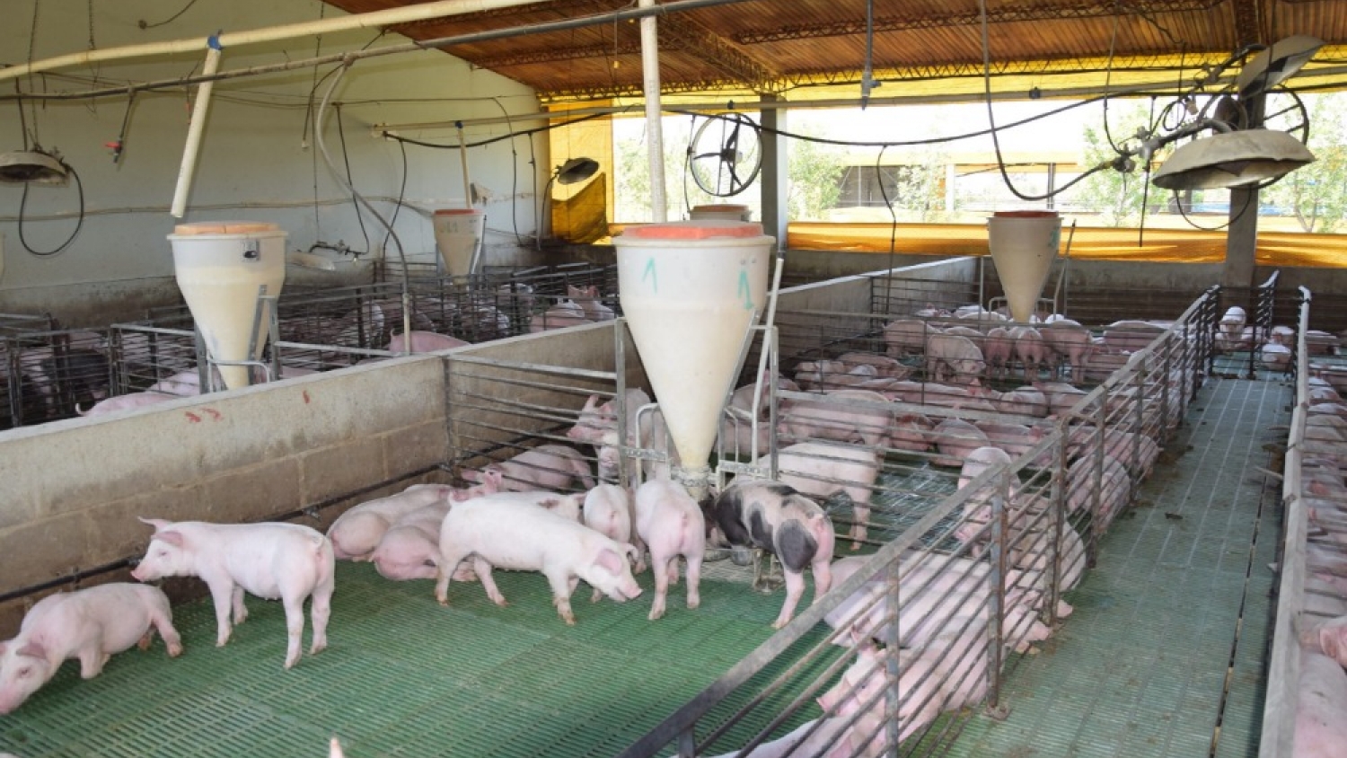 Fuerte crecimiento del sector porcino: la producción aumentó 15,7% en el arranque de 2026