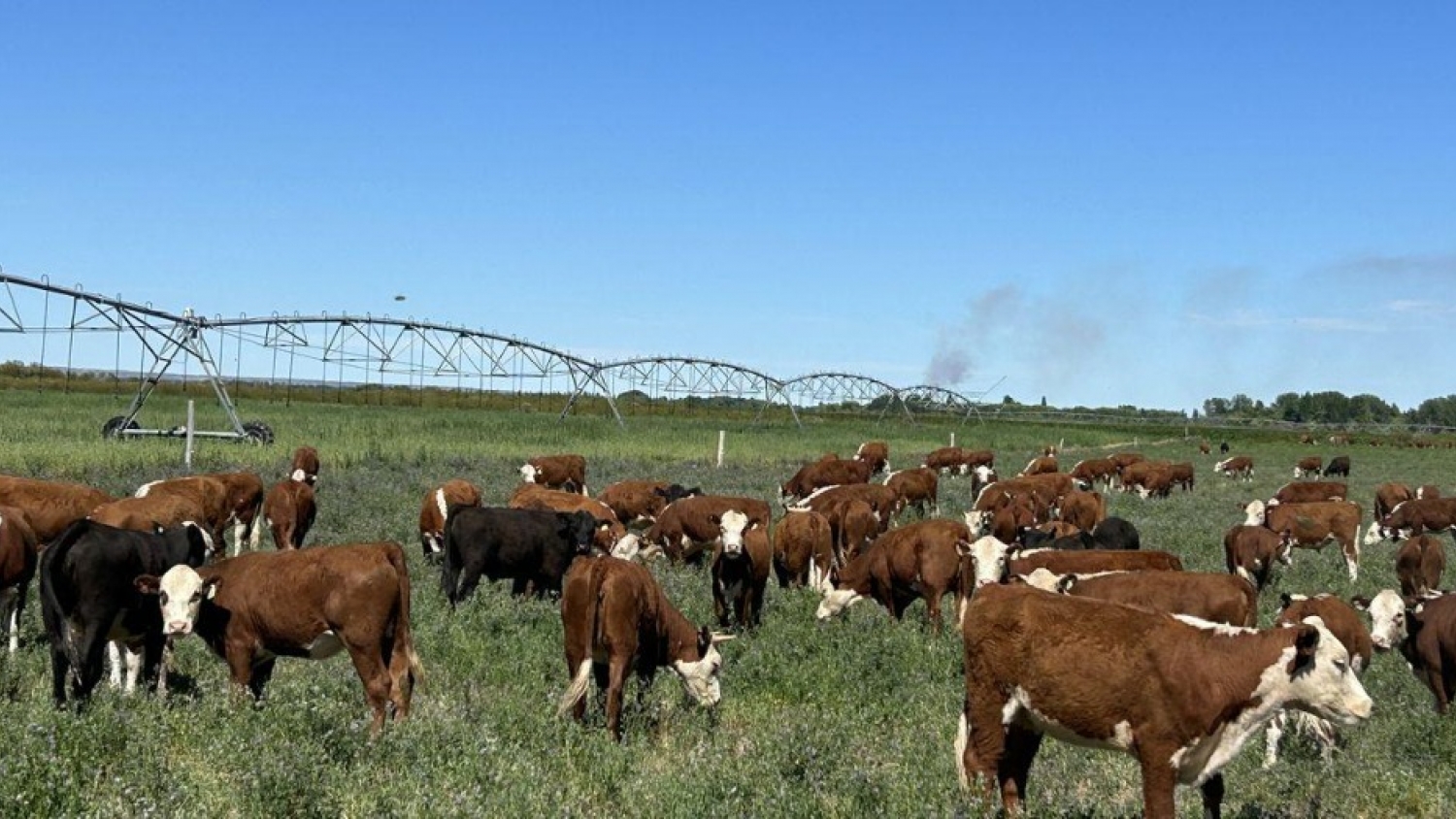 Río Negro busca sumar 10.000 hectáreas bajo riego para ampliar la producción ganadera