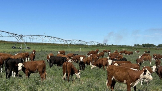 Río Negro busca sumar 10.000 hectáreas bajo riego para ampliar la producción ganadera