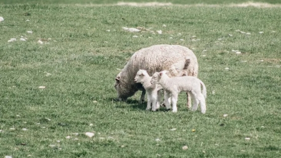 Época de pariciones, ¿cuál es el abc para evitar pérdida de animales?