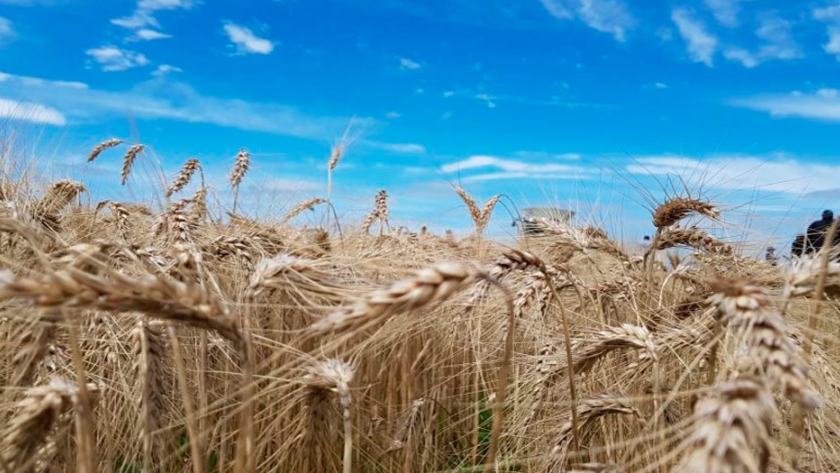 Trigo: claves para agregar valor a las exportaciones