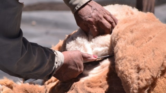 Empresa italiana interesada por fibra de vicuña catamarqueña