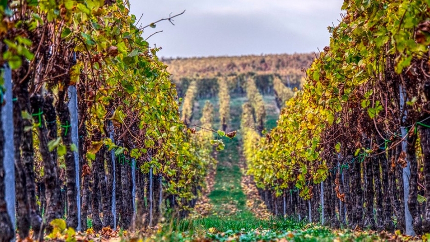 Crisis climática: un impacto radical en la producción vitivinícola