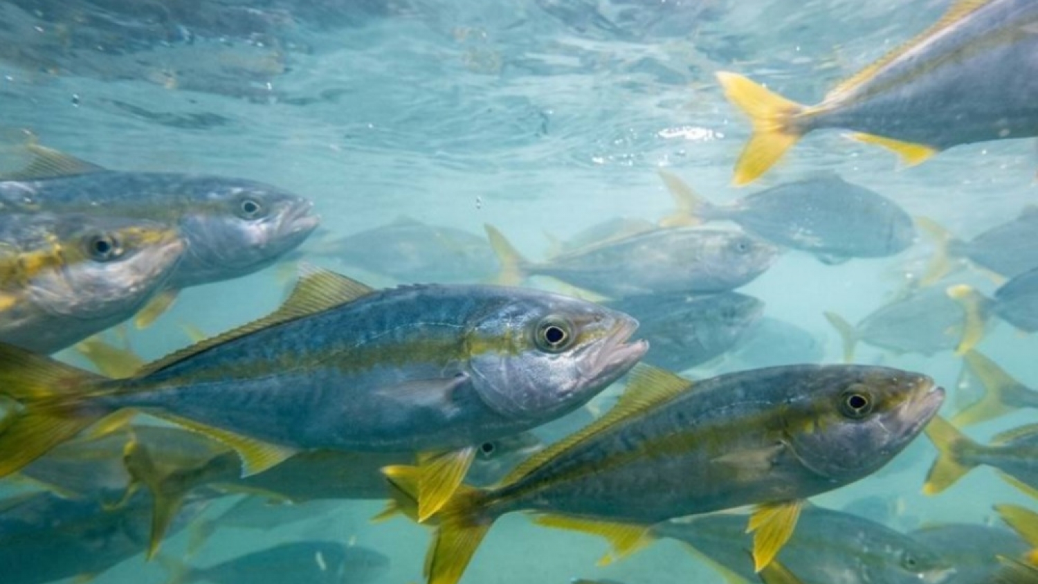 Pez limón: Argentina logra producción industrial en Chubut