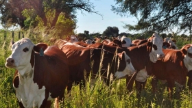 Los precios de la hacienda continúan con tendencia firme