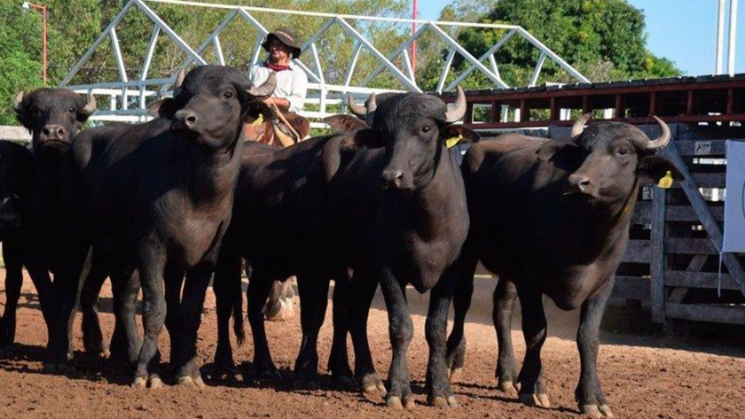 Con encierre y remate de 1.000 cabezas, se viene la 4° Fiesta Provincial del Búfalo
