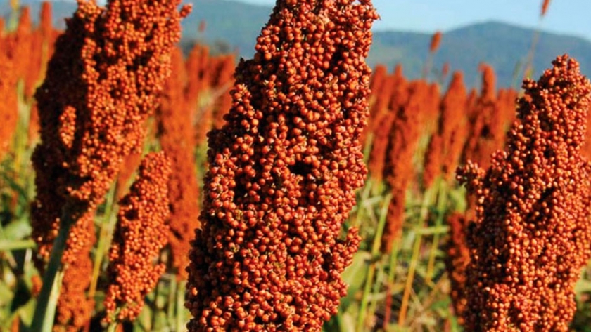 De cultivo forrajero segundón a estrella comercial: el precio del sorgo 2020/21 ya superó los 190 u$s/tonelada