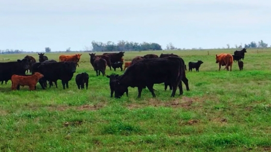 La menor faena de hembras abre expectativas para el rodeo, aunque persisten señales que exigen monitoreo