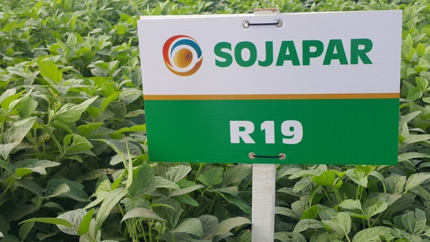 Paraguay es el 6to país con mayor superficie sembrada con cultivos GM
