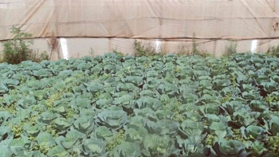 Plantación de variedades de repollo en invernadero. La col