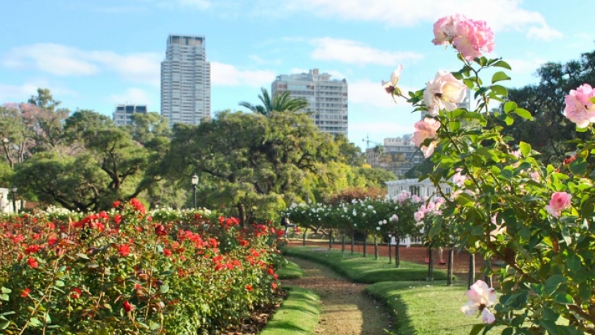 Más de 8.000 rosales despliegan su colorido en el rosedal de Palermo: conocé sus variedades