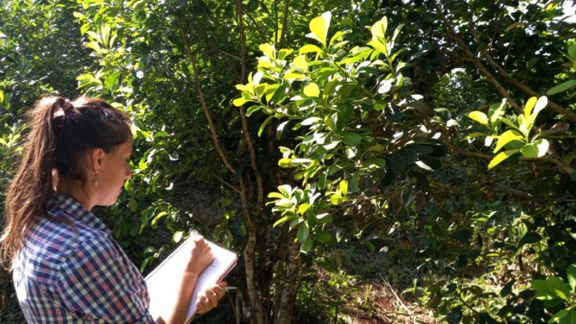Avanzan los ensayos para el control del Mal de la tela en la yerba mate