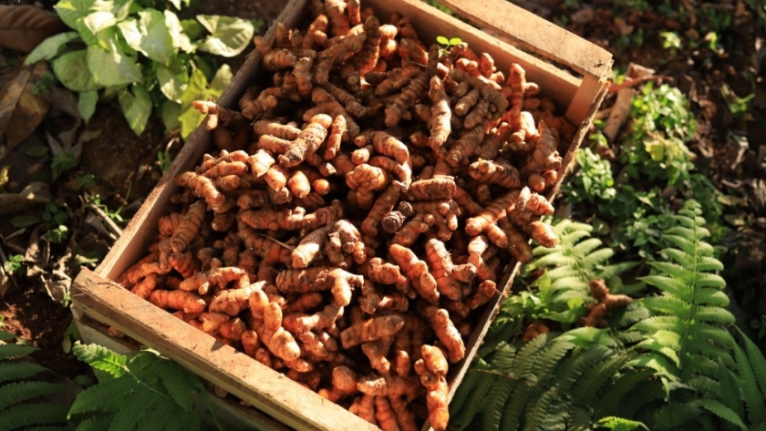 Una cooperativa vende on line la cúrcuma, el jengibre y otros cultivos de la selva misionera, mientras busca regenerar los sueños dañados por tanto tabaco