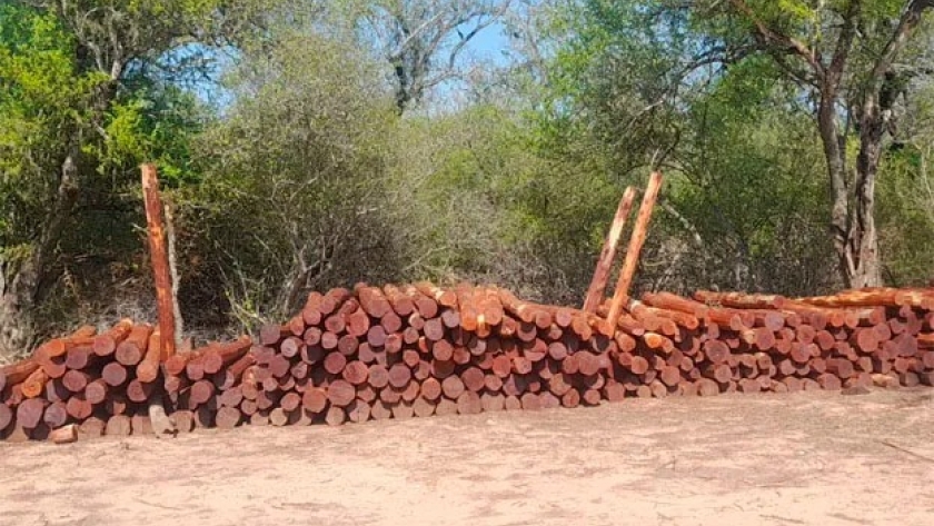 Trafico de madera chaqueña: Un negocio ilegal que mueve millones de pesos