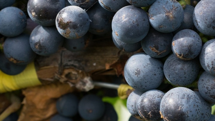 Se destinarán 300 millones de pesos en Aportes No Reembolsables para impulsar al turismo del vino en la Argentina