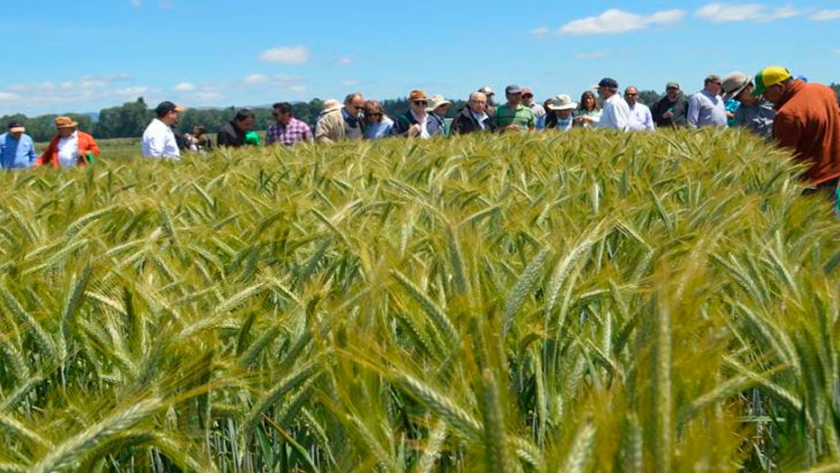 Emperador INIA: nueva variedad de triticale