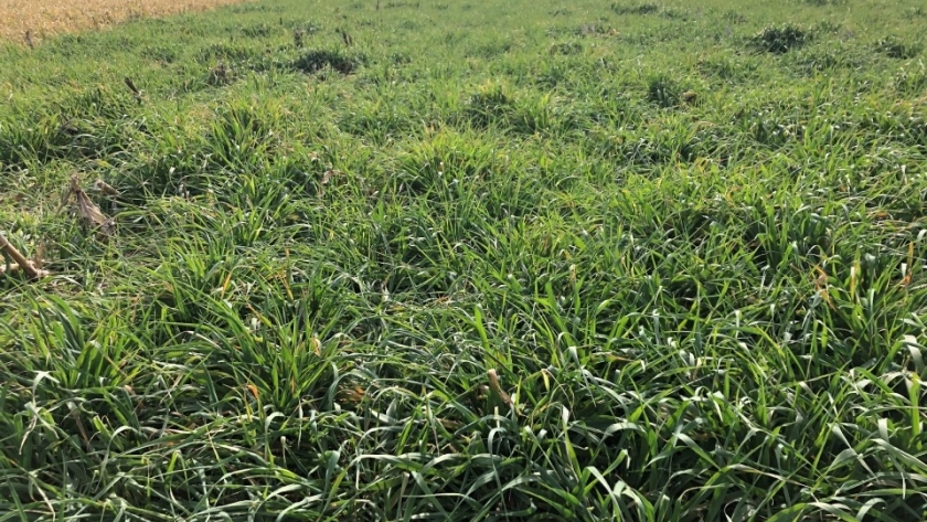 Salud de suelo: ¿hacia la agricultura perenne?