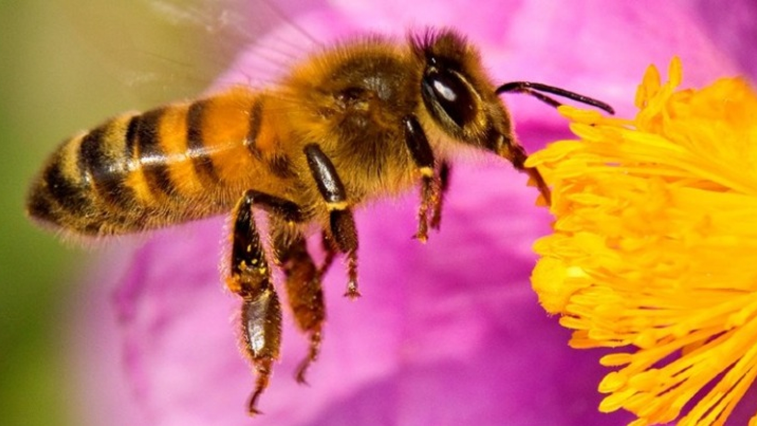 Estados Unidos presenta un tratamiento innovador que abre una nueva etapa en la lucha contra la plaga que diezma a las abejas