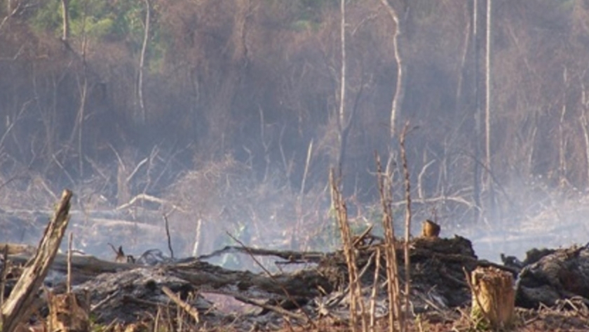 Paraguay es el segundo país más deforestador de Sudamérica