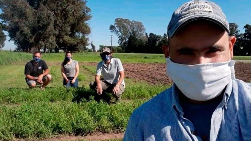 INTA Pergamino evalúa poblaciones de festuca en mezcla con alfalfa