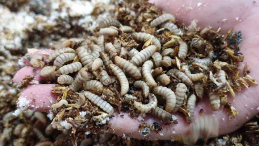 Insectos, la llave para alcanzar el Cero Neto en la nutrición animal del Reino Unido