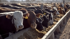 El feedlot argentino: un reflejo de exceso de oferta y presión en los precios