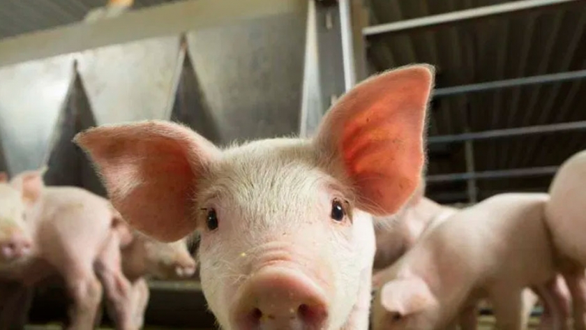 Alemania podría tener una gran reducción en la producción de carne de cerdo en 2021