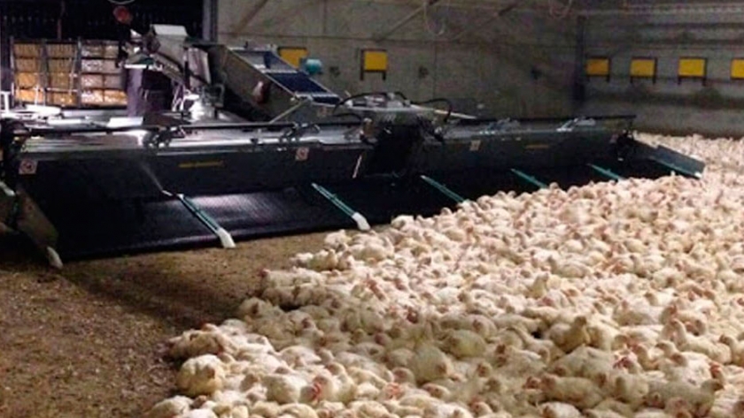 Horror o genialidad, Una empresa creó una cosechadora de pollos