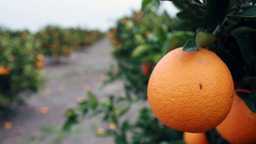 Rige la obligatoriedad de aplicar buenas prácticas para producir y comerciar frutas