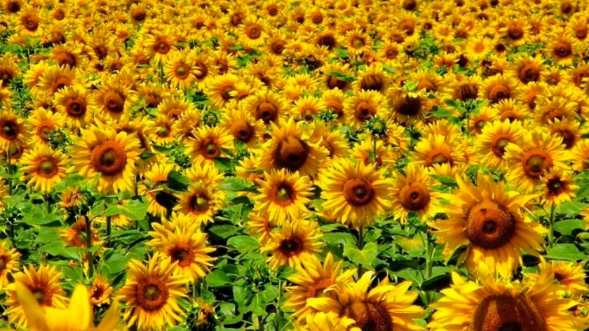 Después de la lluvia, se retomó la siembra de maíz y girasol en el centro y norte de Santa Fe