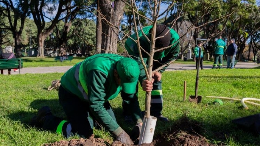 Con más de 18.000 nuevos ejemplares plantados, la Ciudad completó el Plan de Arbolado 2024