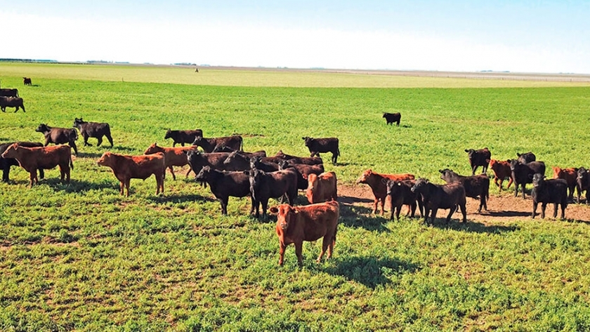 La necesidad de la suplementación invernal sobre campo natural en la recría bovina