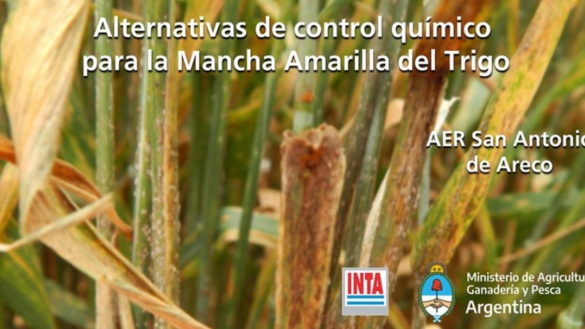Alternativas de control químico para la Mancha Amarilla del Trigo