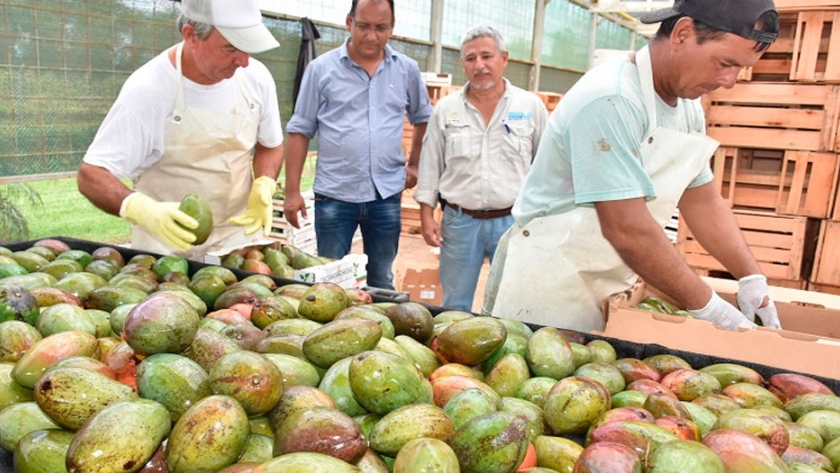 300 mil kilos de mango salieron desde Formosa hacia mercados nacionales