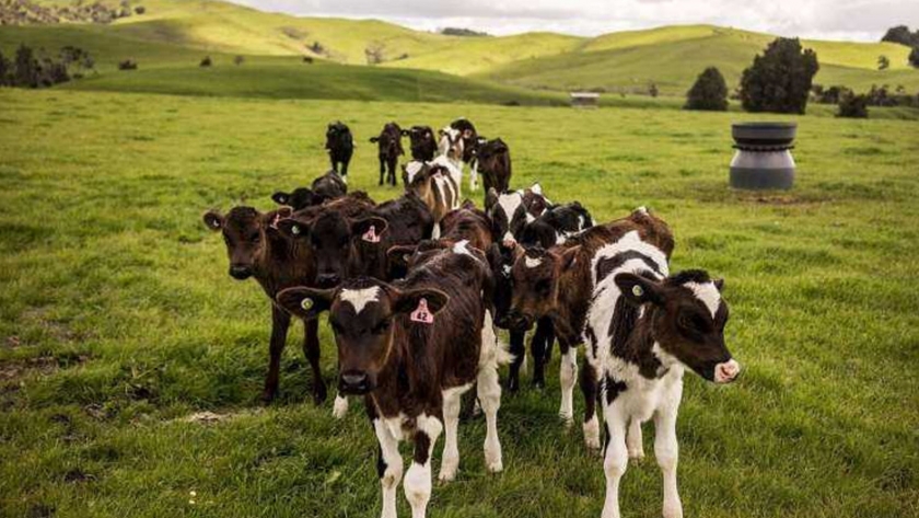 Resolver una amenaza oculta para la industria cárnica y láctea de Nueva Zelanda