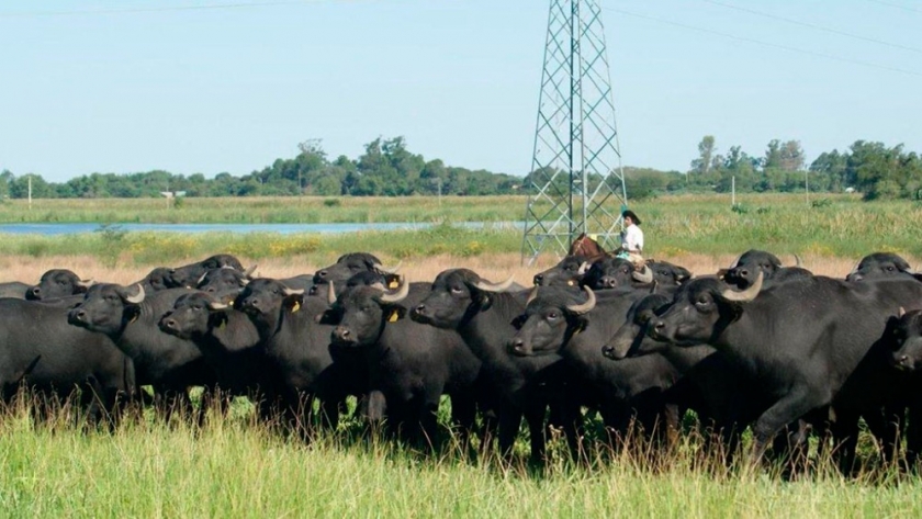 Los números que afirman el crecimiento del búfalo en el norte argentino