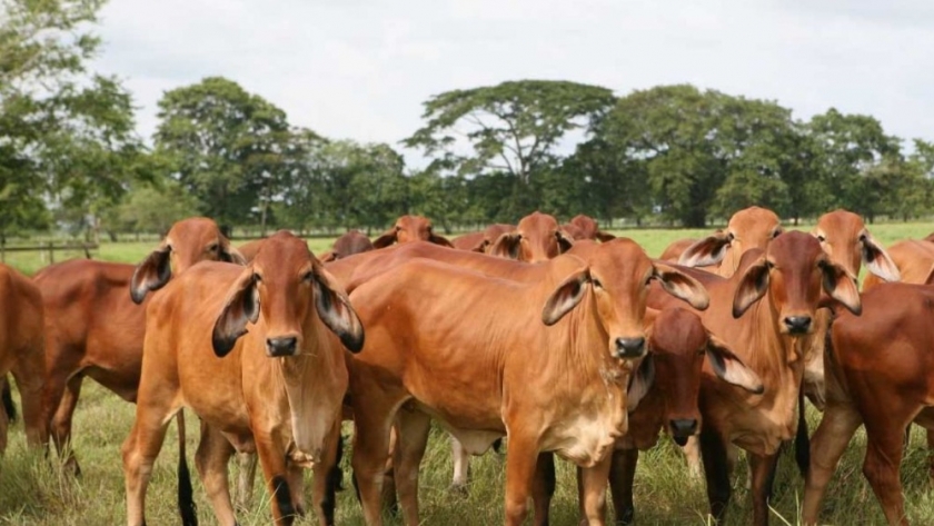 Ya están vigentes los créditos a tasa bonificada para productores ganaderos y de la industria de la carne de Córdoba