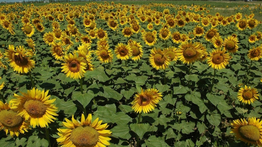 Proponen una hoja de ruta para transparentar el precio del girasol