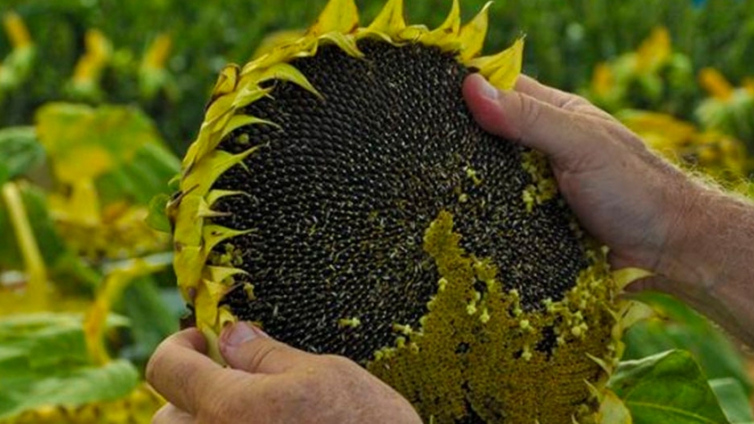 Se recortan las proyecciones del Girasol