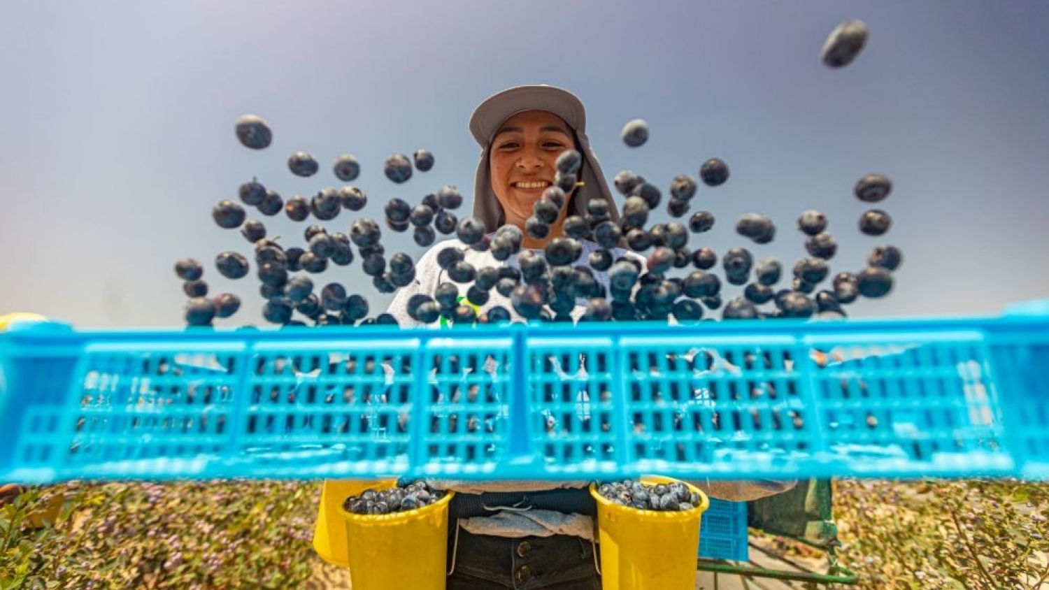 Fruitist secures $150 million to scale premium berries as healthy snacking demand rises