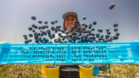 Fruitist secures $150 million to scale premium berries as healthy snacking demand rises