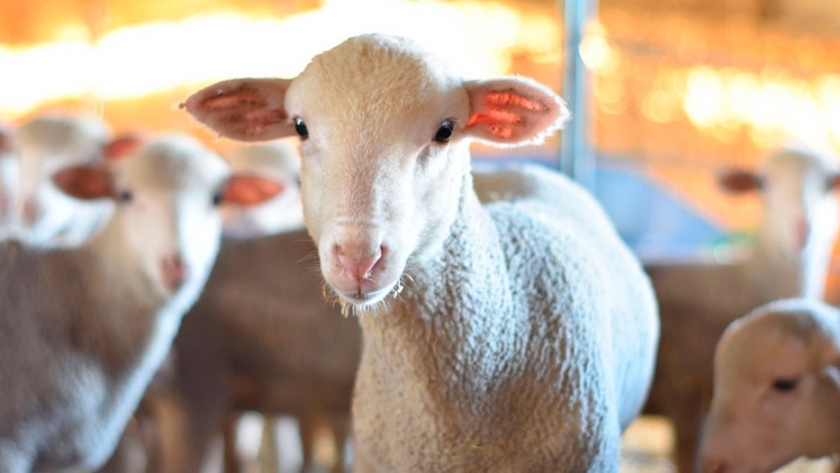 La magia del gen Booroola