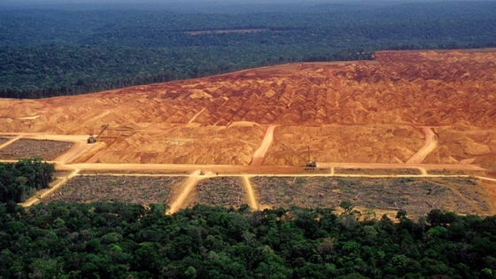 La agroindustria argentina, frente al desafío de la ley de deforestación en Europa