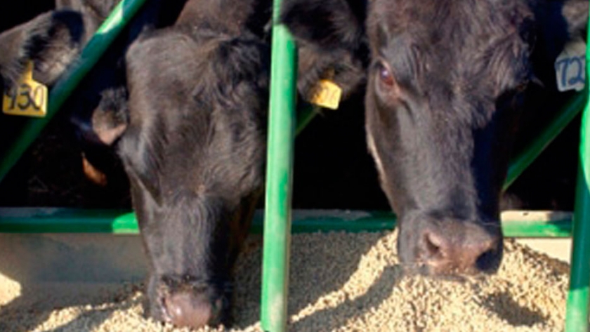 NOA: Producirán en Tucumán levaduras proteicas para engordar ganado con derivados de la caña de azúcar
