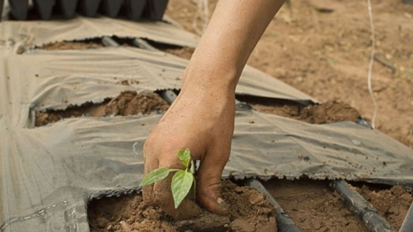 ¿Cómo mejorar la productividad agrícola mediante tecnología?