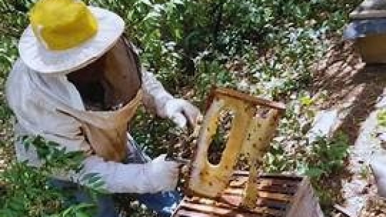 Cómo cuidar los apiarios ante la ola de calor