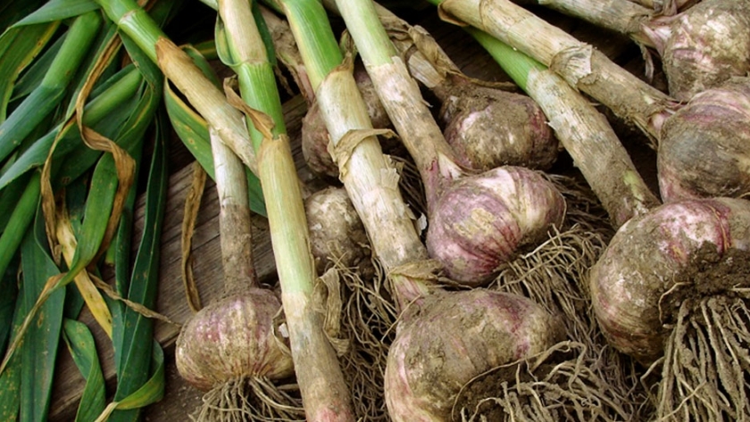 El INTA desarrolló una variedad de ajo de cosecha temprana