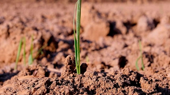 Biodiversidad del suelo: base para la producción sostenible